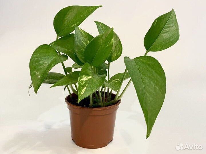 Эпипремнум