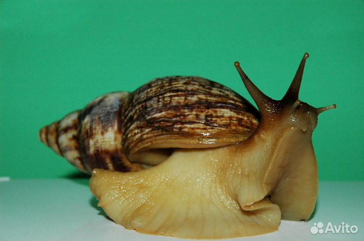 Улитки ахатины бесплатно