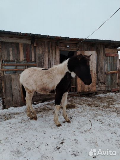 Продам жеребчика
