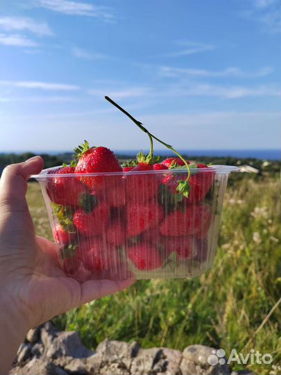 Клубника со своего хозяйства