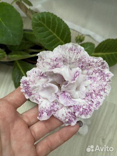 Глоксинии листики свежий срез