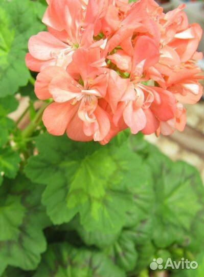 Пеларгония Boniface Butterfly продажа или обмен