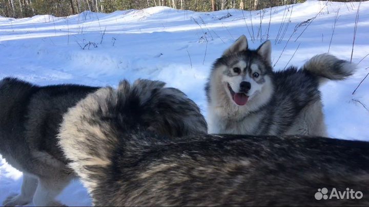 Мальчик в добрые руки