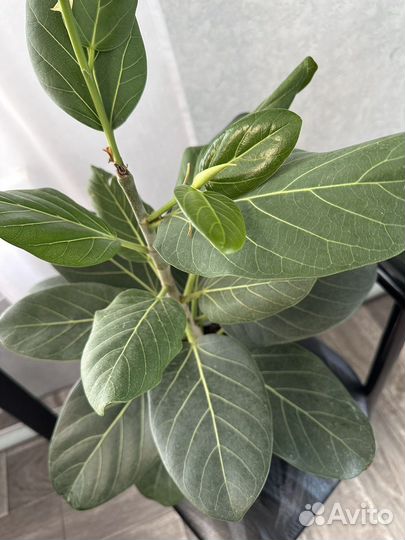 Фикус Бенгальский