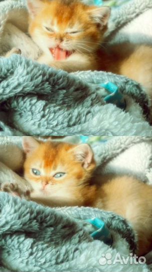 Золотые дети