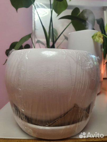 Горшок для цветов. В подарок кливия