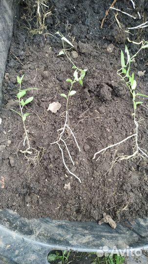 Акебия пятилистная