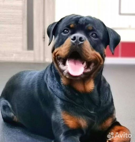 Ротвейлер
