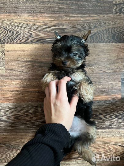 Йоркширский терьер мини беби фейс щенок