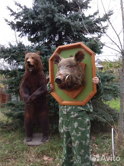 Продаю голову кабана