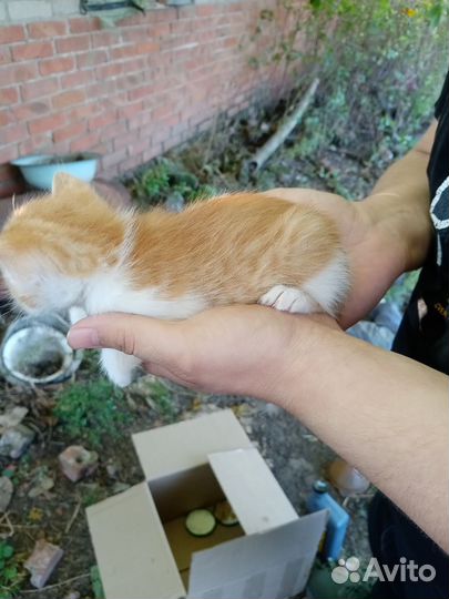 Отдам даром котиков 2