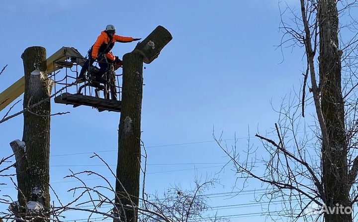 Спил Деревьев