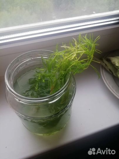 Водоросли для аквариума