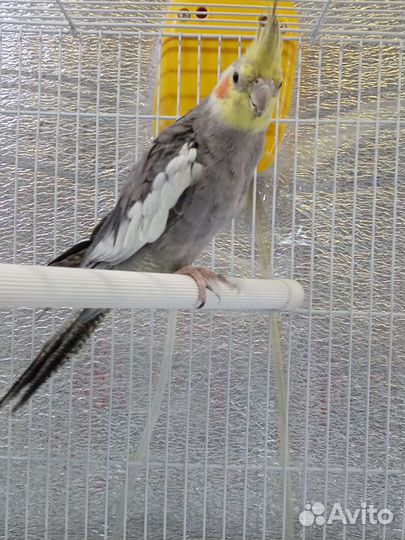 Попугай корелла птенец