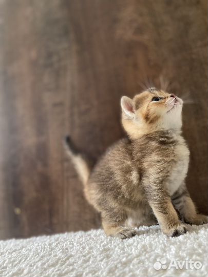 Британские котята золотая шиншилла
