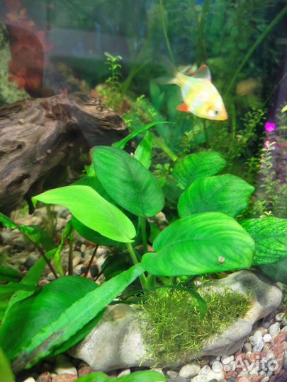 Криптокорина и Анубис