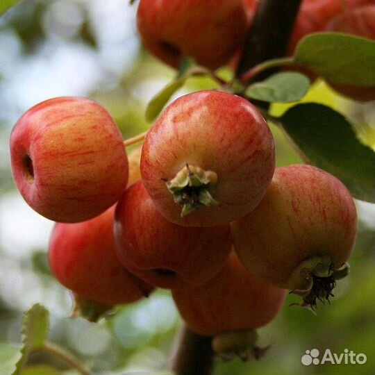Яблоня декоративная Эверест