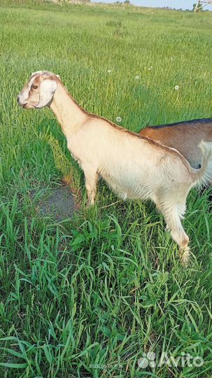 Козы дойные, козлята