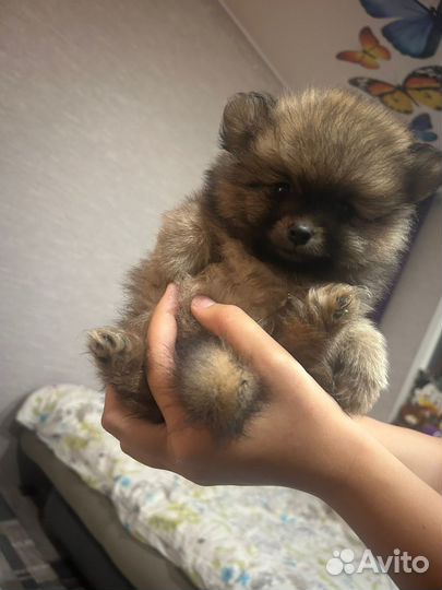 Померанский шпиц мини