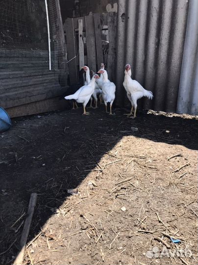 Куры байцовые