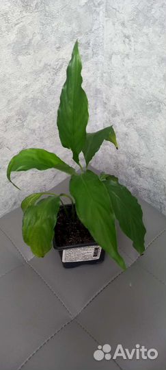 Женское счастье, мужское счастье