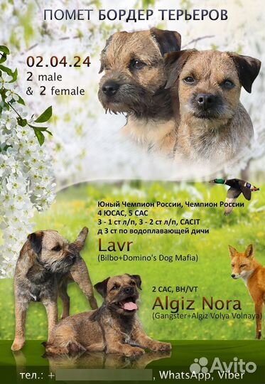Бордер терьер щенки