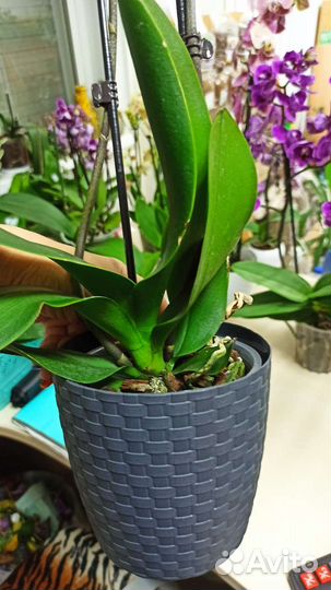 Орхидея фаленопсис