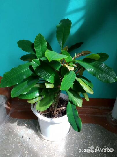 Молочай трехгранный