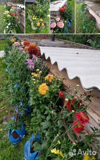 Хризантема корейская