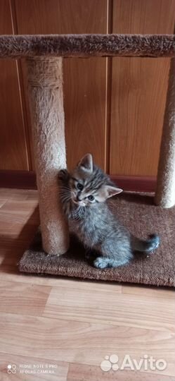 Британские котята