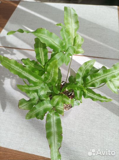 Комнатные растения