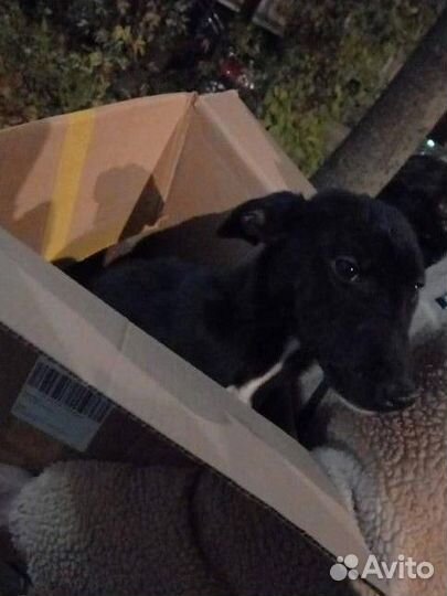 Щенок черная девочка