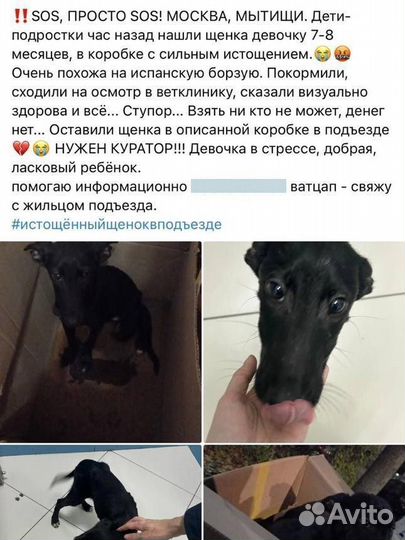 Щенок черная девочка