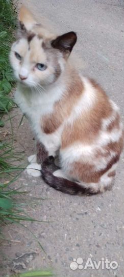 Молодая кисонька Мишель