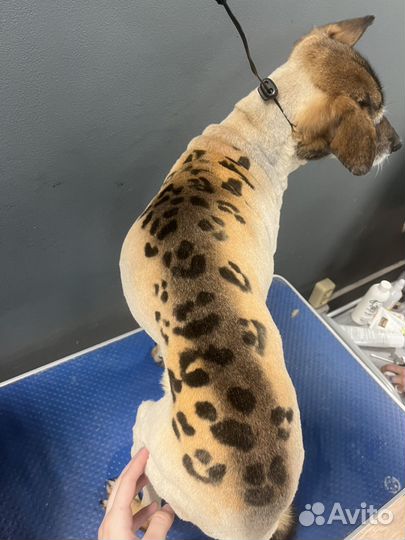 Стрижка животных(груминг), экспресс-линька