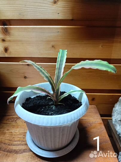 Криптантус двуполосатый