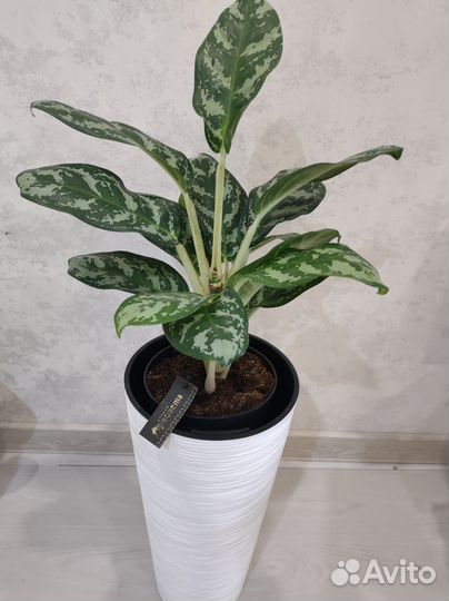 Аглаонемы в ассортименте большие