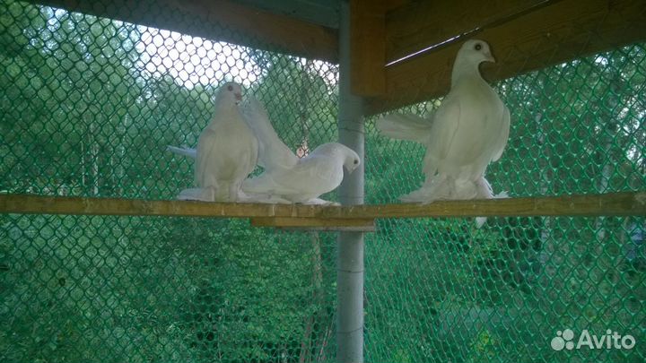 Голуби бакинцы, пермяки и луганские