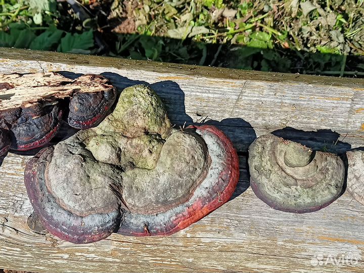 Гриб трутовик