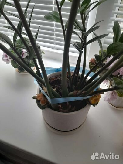 Замиокулькас