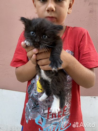 Котята в добрые руки даром