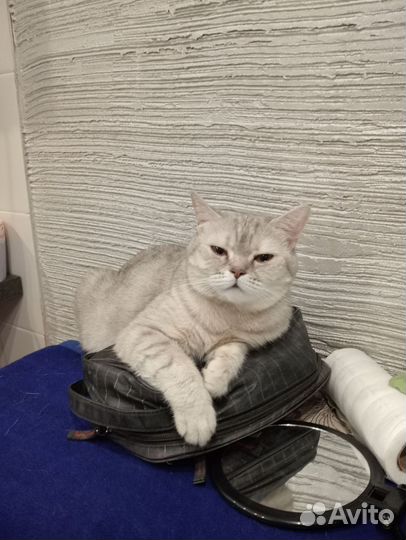Шатланская кошка