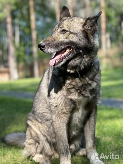 Чукотская ездовая в добрые руки