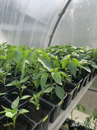 Рассада овощей