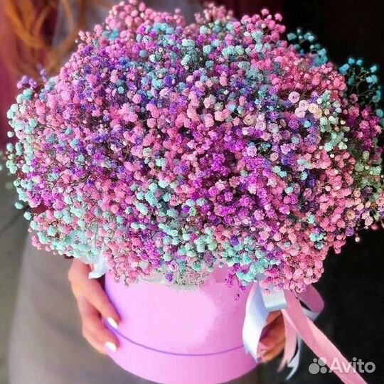 Разноцветная Гипсофила в Коробках