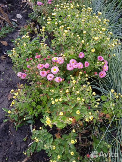 Цветы для сада