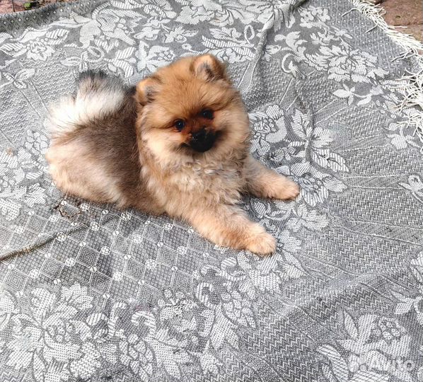 Померанский шпиц мини