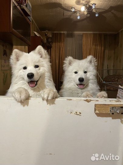 Собачий пух