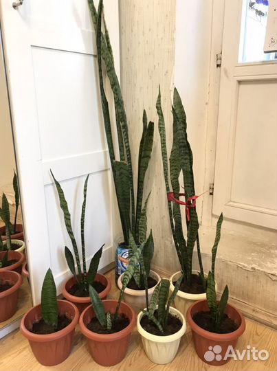 Комнатное растение -Сансевиерия,тещин язык