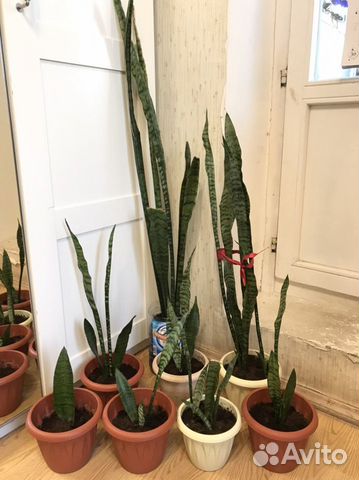 Комнатное растение -Сансевиерия,тещин язык